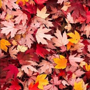 Meet your Posher, Genesis